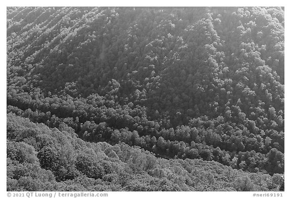 Forested gorge from Beauty Mountain. New River Gorge National Park and Preserve (black and white)