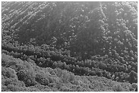 Forested gorge from Beauty Mountain. New River Gorge National Park and Preserve ( black and white)