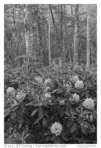 Rododendrons blooming in forest. New River Gorge National Park and Preserve (black and white)