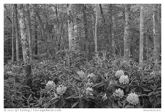 Forest with rododendrons blooming. New River Gorge National Park and Preserve (black and white)