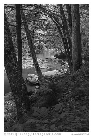 Forest and Glade Creek. New River Gorge National Park and Preserve (black and white)