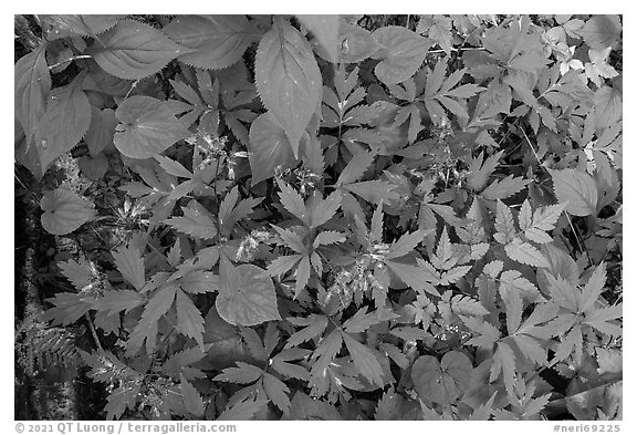 Forest floor close-up with flowers and leaves. New River Gorge National Park and Preserve, West Virginia, USA.