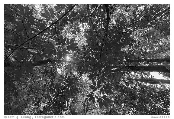 Looking up early spring forest, Glades Creek. New River Gorge National Park and Preserve, West Virginia, USA.