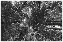 Looking up early spring forest, Glades Creek. New River Gorge National Park and Preserve ( black and white)