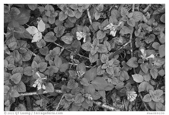 Forest floor with Virginia Blue Bells. New River Gorge National Park and Preserve (black and white)