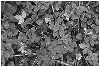 Forest floor with Virginia Blue Bells. New River Gorge National Park and Preserve ( black and white)