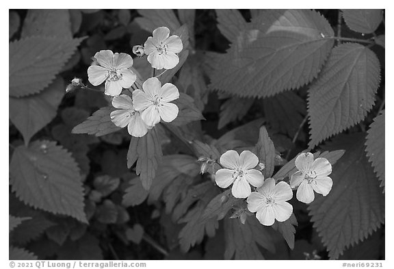 Spring Beauty flowers. New River Gorge National Park and Preserve, West Virginia, USA.