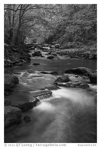 Glade Creek flowing in early spring forest. New River Gorge National Park and Preserve (black and white)