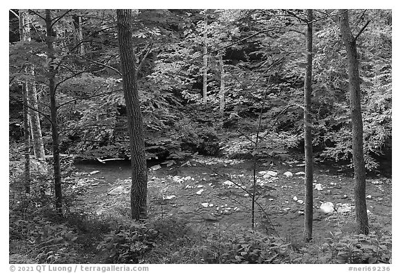 Glade Creek in the spring. New River Gorge National Park and Preserve (black and white)