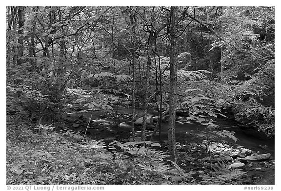 Spring forest and Glade Creek. New River Gorge National Park and Preserve (black and white)