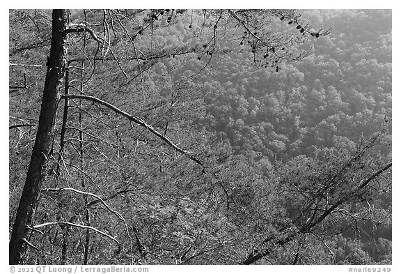 Trees and slopes from Long Point. New River Gorge National Park and Preserve (black and white)