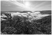 Flowers and breaking fog from Grandview North Overlook. New River Gorge National Park and Preserve ( black and white)