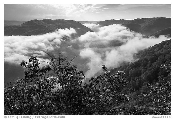 Flowers and dissipating fog from Grandview North Overlook. New River Gorge National Park and Preserve, West Virginia, USA.