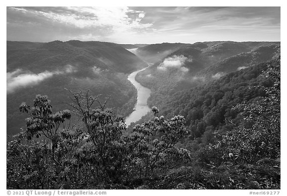 View over gorge with flowers from Grandview North Overlook. New River Gorge National Park and Preserve, West Virginia, USA.