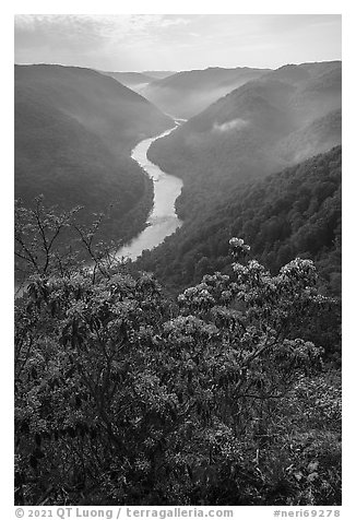 Flowers and river gorge from Grandview North Overlook, morning. New River Gorge National Park and Preserve, West Virginia, USA.