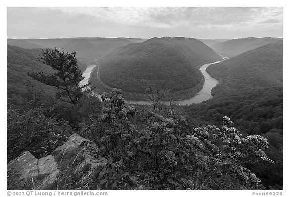 Flowers and new River bend from Grandview North Overlook. New River Gorge National Park and Preserve, West Virginia, USA.