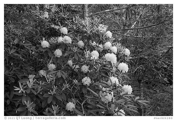 Rhododendrons. New River Gorge National Park and Preserve (black and white)