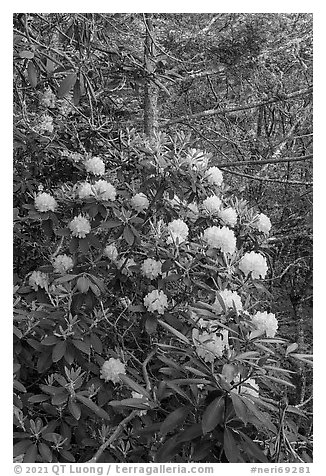 Rhododendrons bush. New River Gorge National Park and Preserve, West Virginia, USA.