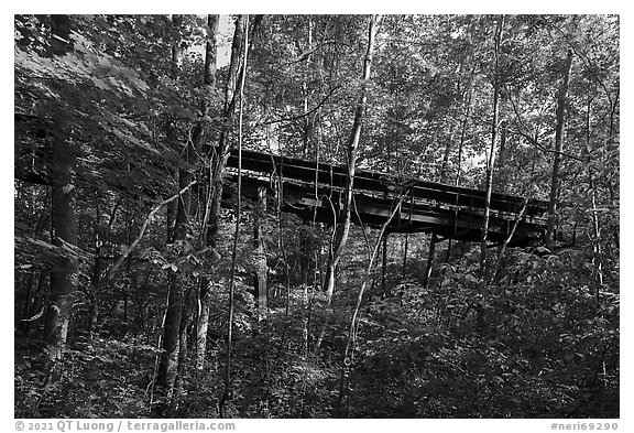 Coal Conveyor in forest, Kaymoor Mine Site. New River Gorge National Park and Preserve (black and white)