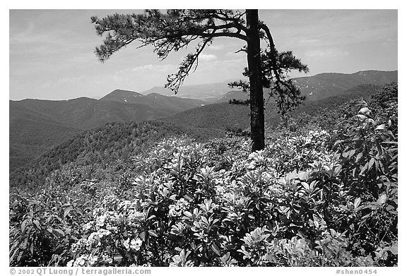 Rododendrons and tree from overlook on Skyline Drive. Shenandoah National Park (black and white)