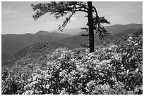 Rododendrons and tree from overlook on Skyline Drive. Shenandoah National Park, Virginia, USA. (black and white)