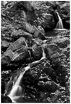 Cascades of the Hogcamp Branch of the Rose River with fallen leaves. Shenandoah National Park ( black and white)