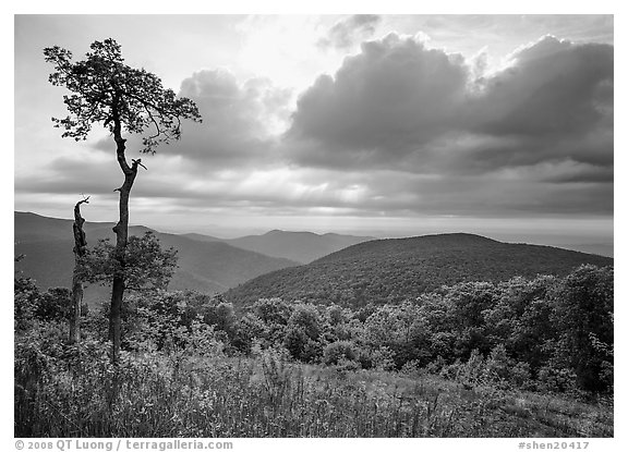 Tree and overlook in the spring. Shenandoah National Park (black and white)