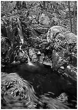 Cascade and circle of fallen leaves in motion. Shenandoah National Park, Virginia, USA. (black and white)