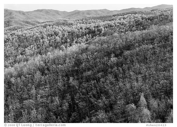 Hillside with bare trees and trees in early spring foliage. Shenandoah National Park (black and white)