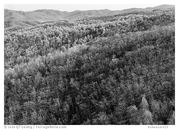 Hillside with bare trees and trees in early spring foliage. Shenandoah National Park, Virginia, USA.