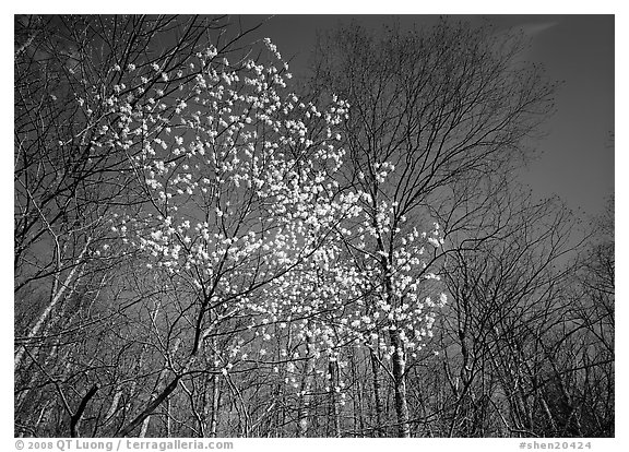 Tree in bloom amidst bare trees, afternoon. Shenandoah National Park (black and white)