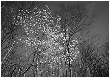 Tree in bloom amidst bare trees, afternoon. Shenandoah National Park, Virginia, USA. (black and white)
