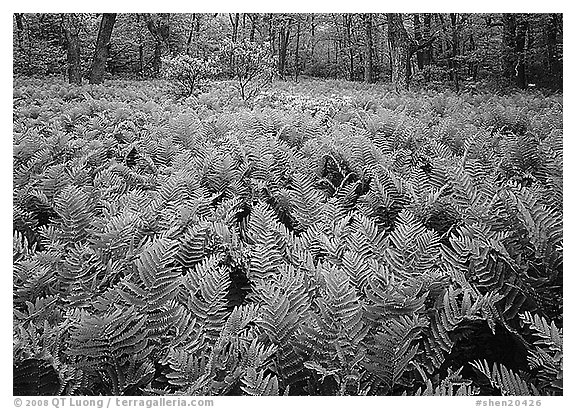 Ferns and flowers in spring. Shenandoah National Park (black and white)