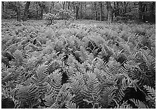 Ferns and flowers in spring. Shenandoah National Park ( black and white)