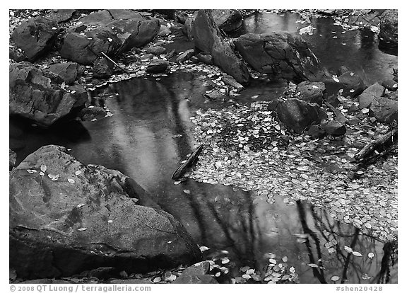 Reflections of trees in a creek with fallen leaves. Shenandoah National Park, Virginia, USA.