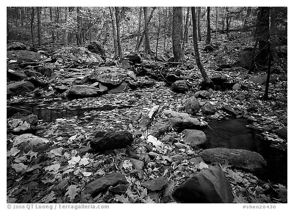 Forest floor, boulders, and trees in fall. Shenandoah National Park (black and white)