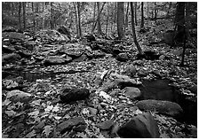 Forest floor, boulders, and trees in fall. Shenandoah National Park, Virginia, USA. (black and white)