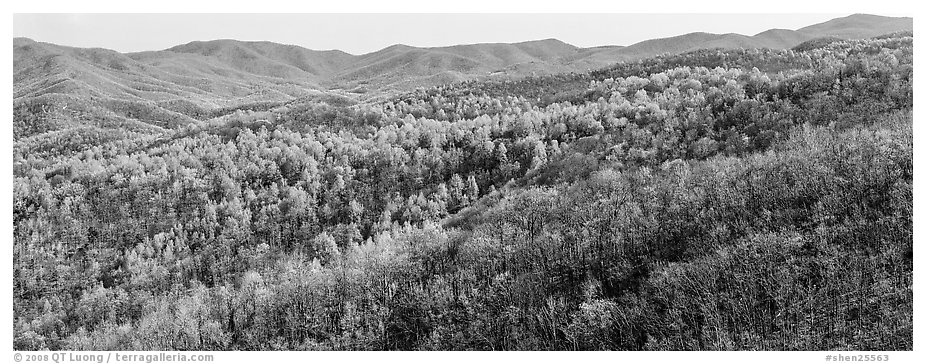 Hillside in early spring with some trees leafing out. Shenandoah National Park (black and white)