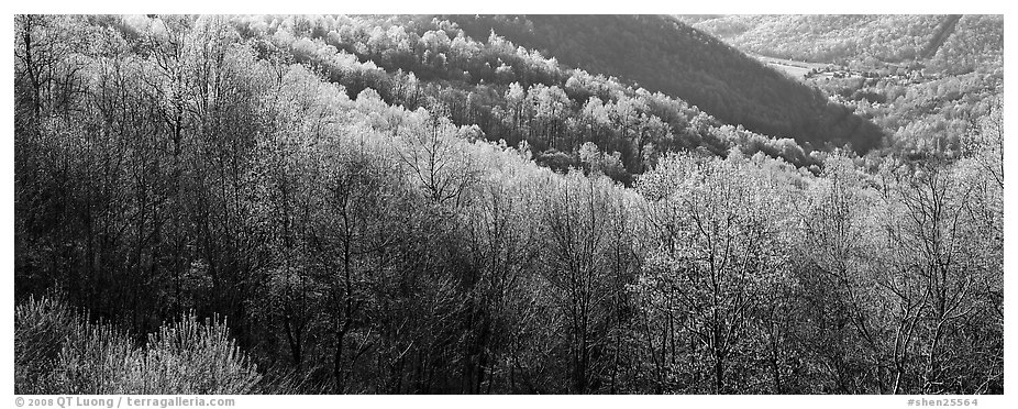 Trees with first spring leaves on hill. Shenandoah National Park (black and white)
