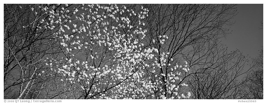 Early blooming tree amongst bare forest. Shenandoah National Park (black and white)