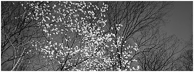 Early blooming tree amongst bare forest. Shenandoah National Park (Panoramic black and white)