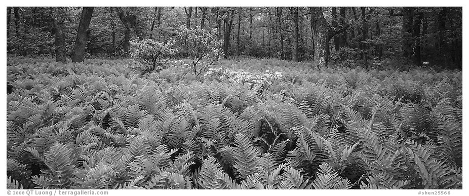 Tender green ferns and pink flowers in spring forest. Shenandoah National Park (black and white)