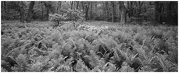 Tender green ferns and pink flowers in spring forest. Shenandoah National Park (Panoramic black and white)