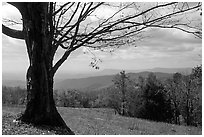 Big tree at Meadow overlook in fall. Shenandoah National Park, Virginia, USA. (black and white)