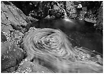 Fallen leaves spinning in  pool. Shenandoah National Park ( black and white)