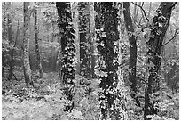 Foggy forest. Shenandoah National Park ( black and white)