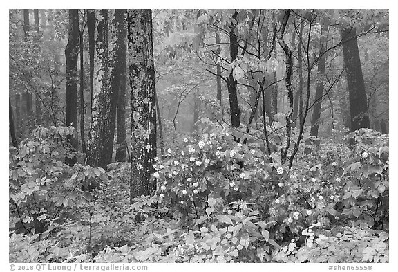 Blooms in foggy forest, Compton Gap. Shenandoah National Park (black and white)