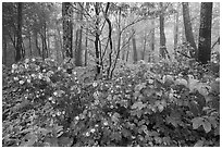 Blooms in misty forest, Compton Gap. Shenandoah National Park ( black and white)