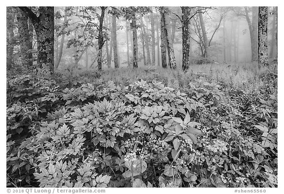 Wildflowers, forest, and fog near Little Hogback. Shenandoah National Park (black and white)