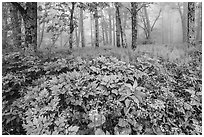 Wildflowers, forest, and fog near Little Hogback. Shenandoah National Park ( black and white)